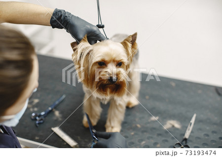 Yorkshire terrier getting procedure at the groomer Yorkshire terrier getting procedure at the groomer 73193474