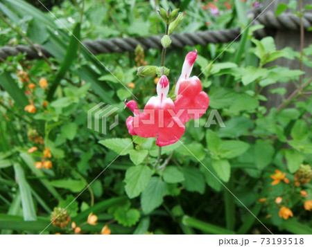 サルビア ミクロフィラの花 接写の写真素材