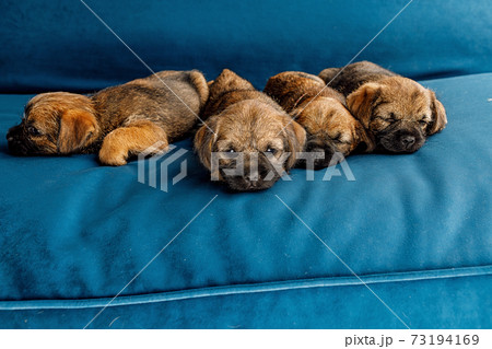 4 little beautiful puppies on a blue sofa 4 little beautiful puppies on a blue sofa 73194169
