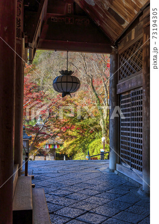 長谷寺　(秋　11月　紅葉) 73194305