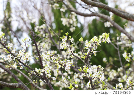 プラムの花と蕾と若葉の写真素材