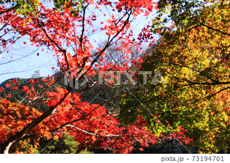 日本の秋 岐阜県金華山 紅葉と岐阜城の写真素材