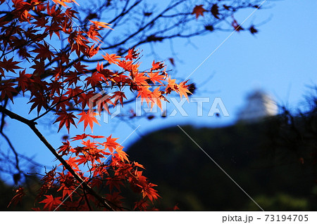 日本の秋 岐阜県金華山 紅葉と岐阜城の写真素材