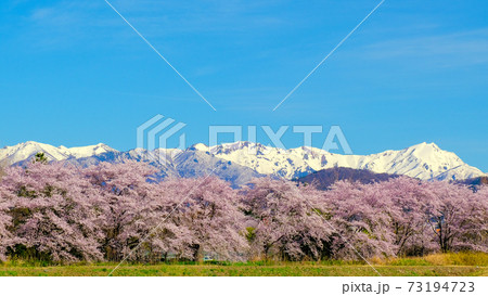 桜並木と谷川連峰 桜並木と谷川連峰 73194723