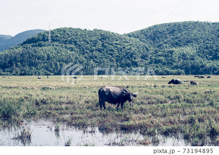 Water Buffalo Standing graze rice grass field meadow sun, forested mountains background, clear sky. Landscape scenery, beauty of nature animals concept late summer early autumn day 73194895