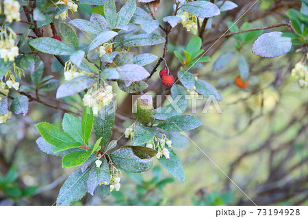 イチゴノキの実 73194928