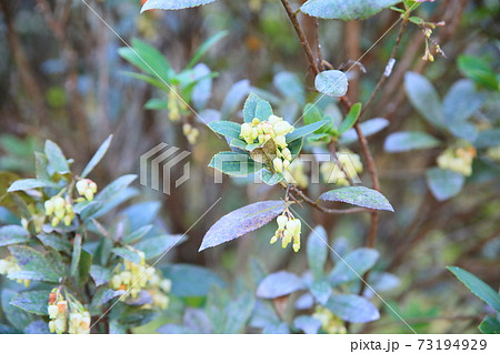 イチゴノキの花 73194929
