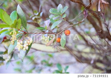 イチゴノキの実 73194931