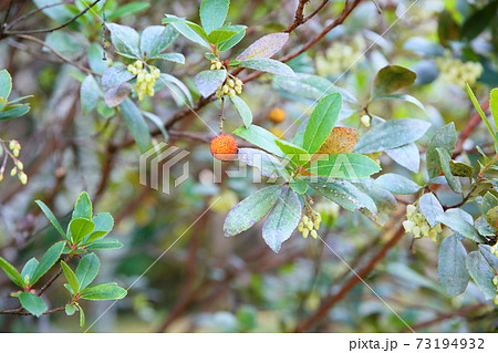 イチゴノキの実 73194932