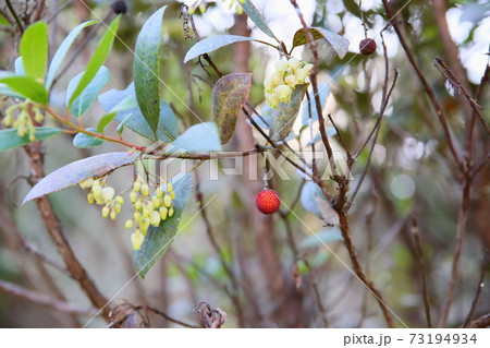 イチゴノキの実 73194934