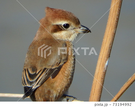 お目めくりくり長いまつげ 雪の日の小枝にいたモズの写真素材
