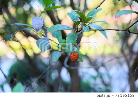 イチゴノキの実 73195158