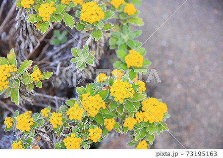 イソギクの花 イソギクの花 73195163