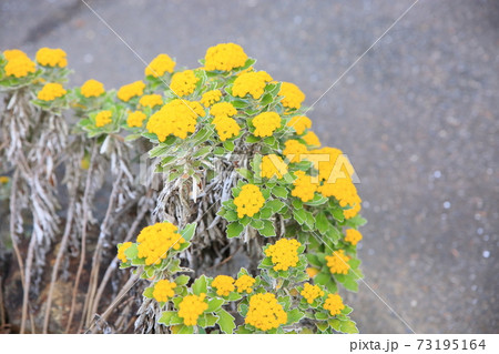 イソギクの花 イソギクの花 73195164