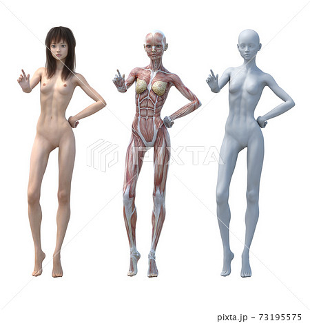 筋肉標本 女性 perming3DCGイラスト素材 筋肉標本 女性 perming3DCGイラスト素材 73195575