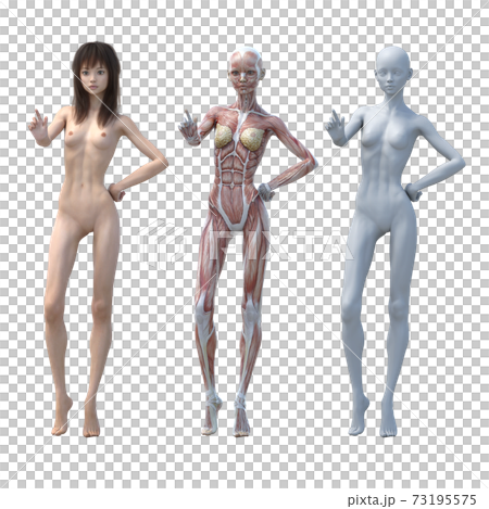 肌肉標本女性perming3DCG插圖素材 73195575