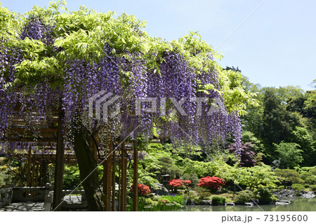 京都仙洞御所　南池　藤棚と八ッ橋 73195600