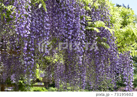 京都仙洞御所　南池　藤棚と八ッ橋 73195602