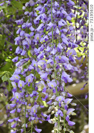 京都仙洞御所　南池　藤棚と八ッ橋 73195610