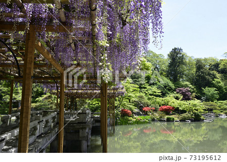 京都仙洞御所 南池 藤棚と八ッ橋 京都仙洞御所 南池 藤棚と八ッ橋 73195612