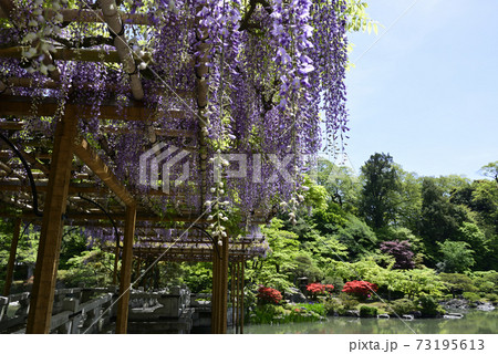 京都仙洞御所 南池 藤棚と八ッ橋 京都仙洞御所 南池 藤棚と八ッ橋 73195613
