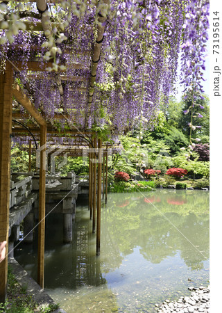 京都仙洞御所　南池　藤棚と八ッ橋 73195614