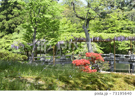 京都仙洞御所　南池　藤棚と八ッ橋 73195640