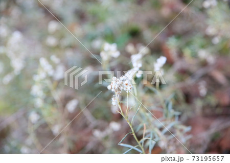 カワラハハコの花 カワラハハコの花 73195657
