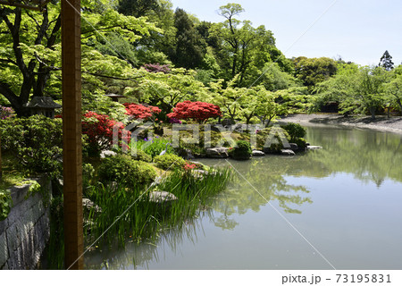 京都仙洞御所　南池　ミヤマキリシマ 73195831