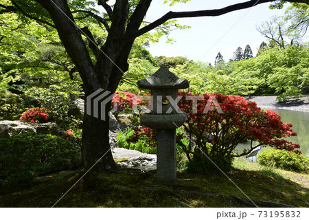 京都仙洞御所　南池　ミヤマキリシマ 73195832
