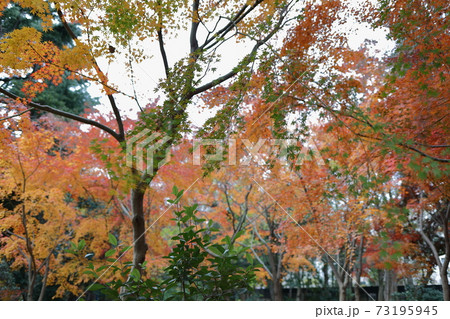 林試の森1 73195945