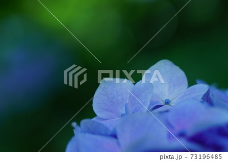 紫陽花 73196485