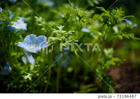 植物 73196487