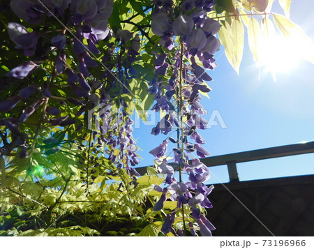 ベランダに咲いた 藤の花 ベランダに咲いた 藤の花 73196966