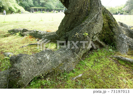 四季の散歩 春 後楽園 四季の散歩 春 後楽園 73197013