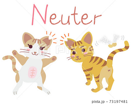 地域猫tnrの説明イラスト Neuterのイラスト素材