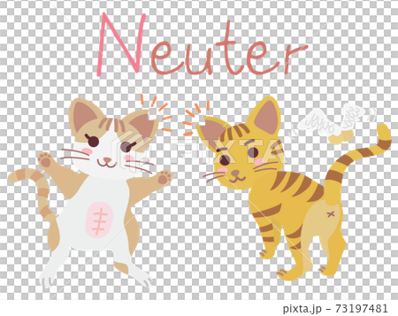 Illustration of the regional cat TNR Neuter 73197481