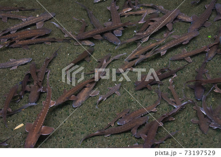 チョウザメの養殖 73197529