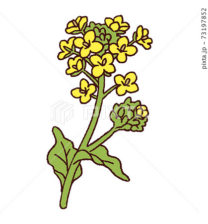 菜の花　春の花 73197852