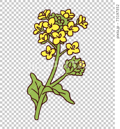 菜の花　春の花 73197852