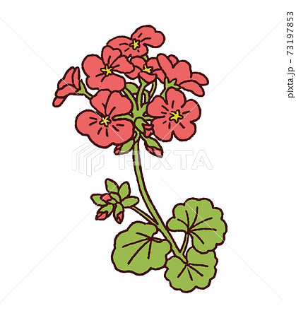 ゼラニウム　春の花 73197853