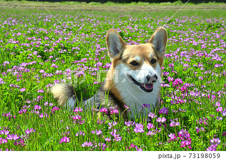 れんげ草と一緒 73198059