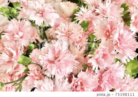 花 スプレーカーネーション ピンク 5の写真素材