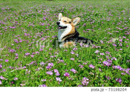 れんげ草と一緒 れんげ草と一緒 73198204