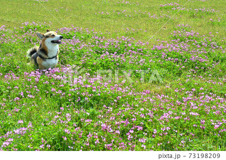 れんげ草と一緒 73198209
