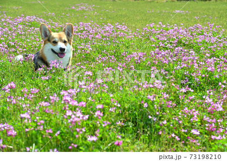 れんげ草と一緒 73198210