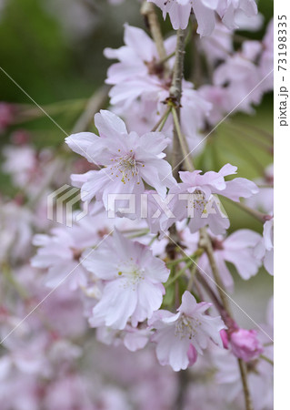 得浄明院 枝垂れ桜 得浄明院 枝垂れ桜 73198335