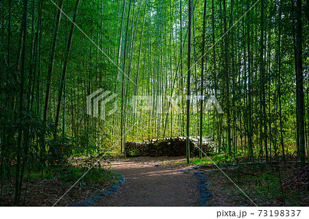 竹林圖 京都 大覚寺の竹林 の写真素材 [73198337] - PIXTA
