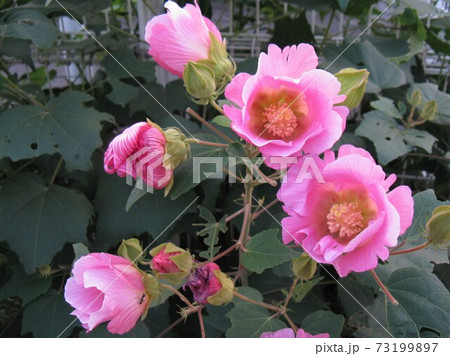 花の色が朝から夜にかけて白から淡いピンクに変化します 73199897