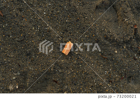 地面に落ちたニンジン 73200021